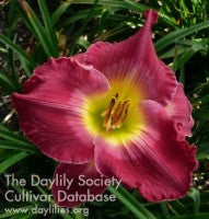 Image of Daylily Joan Derifield