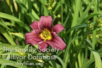 Placeholder image for Daylily Little Dandy