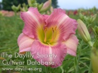 Image of Daylily Made in Heaven