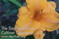 Placeholder image for Daylily Pearl Lewis
