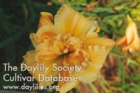 Placeholder image for Daylily Savannah Debutante