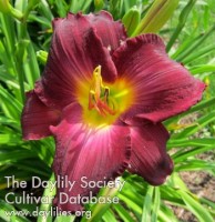Placeholder image for Daylily Strutter's Ball