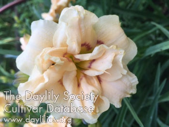Placeholder image for Daylily Birthday Party Cupcake