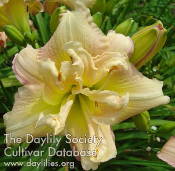 Placeholder image for Daylily Anne-evan