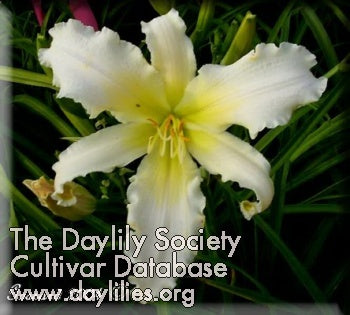 Daylily Heavenly Angel Ice – Three Shovels Farm