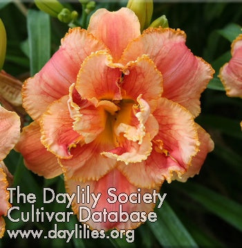 Placeholder image for Daylily Dorothy and Toto