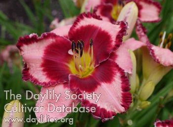 Placeholder image for Daylily Take the Red Eye
