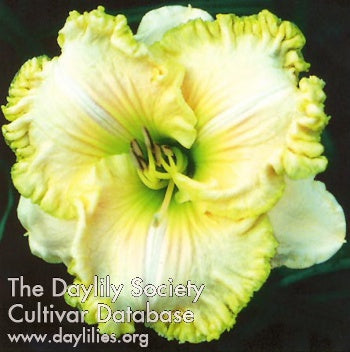 Placeholder image for Daylily Wonders Never Cease