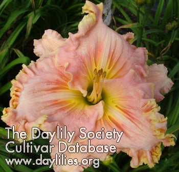 Image of Daylily Ladybug Fancy Nancy