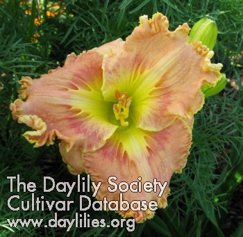 Image of Daylily Lightnin' In My Bloomers