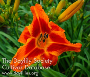 Placeholder image for Daylily Stop the Car
