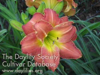 Placeholder image for Daylily Top of the Line