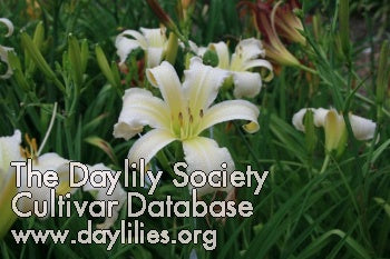 Placeholder image for Daylily White Chocolate