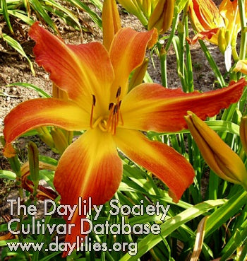 Placeholder image for Daylily Small World The Great Pumpkin