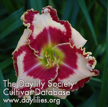 Image of Daylily Laurie Healy