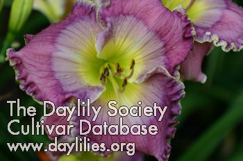 Image of Daylily Her Gray Bloomers