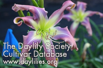 Image of Daylily Twirling Tower