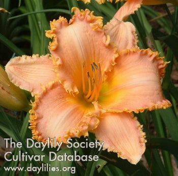 Placeholder image for Daylily Forestlake Ragamuffin