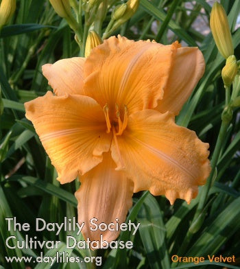 Daylily Orange Velvet
