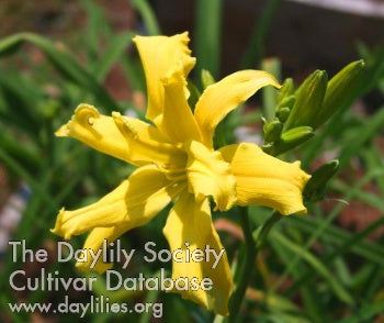 Placeholder image for Daylily Lemon Chiffon Cupcake