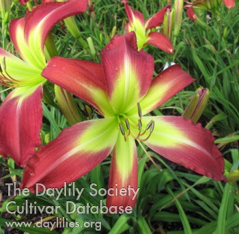 Placeholder image for Daylily Rambunctious Rosie