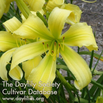 Placeholder image for Daylily Spider Miracle