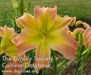 Placeholder image for Daylily The Lovely Ms Margo