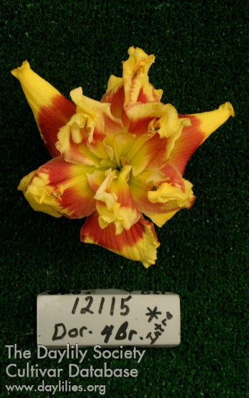 Placeholder image for Daylily Topguns Hired Gun