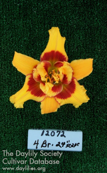 Placeholder image for Daylily Topguns Mary Drury