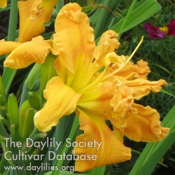Placeholder image for Daylily Wildman George
