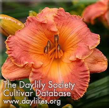 Image of Daylily Downtown Thad Brown