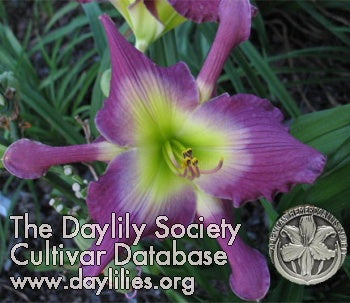 Placeholder image for Daylily Astral Voyager