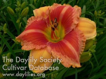 Placeholder image for Daylily Birthday Wishes