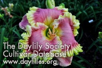 Image of Daylily Staying Alive