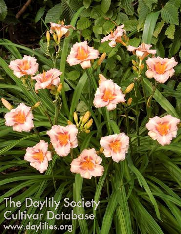 Placeholder image for Daylily Longfields Glory