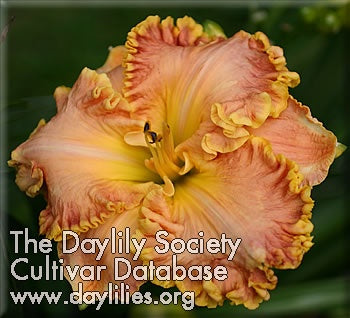 Placeholder image for Daylily Peace Be With You