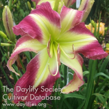 Image of Daylily Nurse's Stethoscope