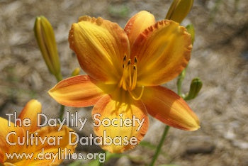 Placeholder image for Daylily Wild One