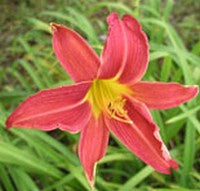Image of Daylily Autumn Accent