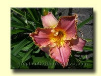 Placeholder image for Daylily Tropical Reflection