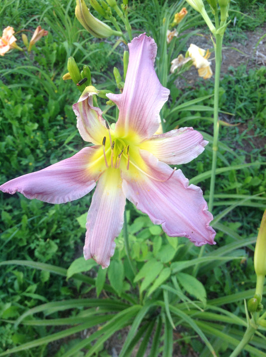 Placeholder image for Daylily North Wind Drifter