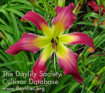 Image of Daylily Fleur-de-Mingo