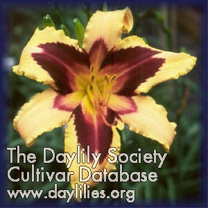 Placeholder image for Daylily Wild Horses
