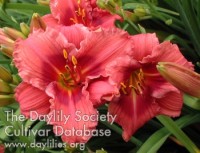 Placeholder image for Daylily Gordon Biggs
