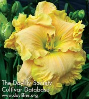Image of Daylily Lonesome Diva