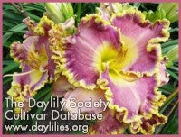 Image of Daylily Orchid Gilded Ruffles