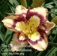 Image of Daylily Spacecoast Sea Shells
