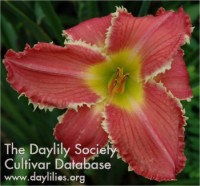 Image of Daylily Tradition with a Twist