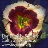 Image of Daylily Carson City