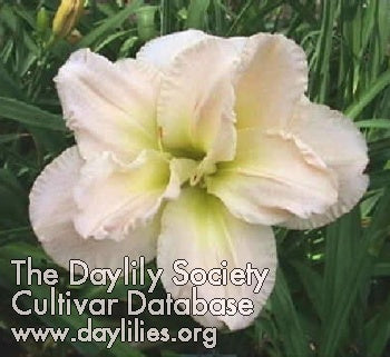 Placeholder image for Daylily Peggy Jeffcoat